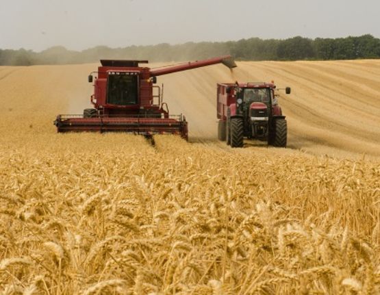 Camp de blat amb tractor