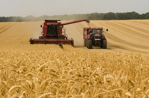 Campo de trigo con tractor